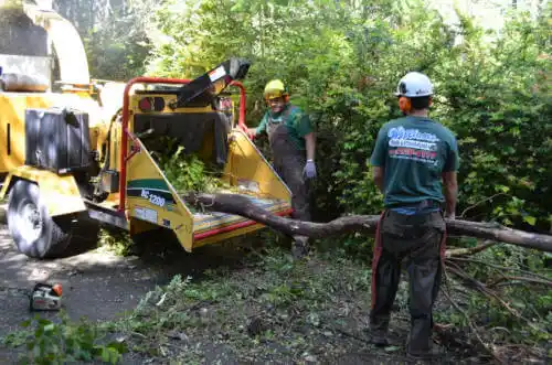 tree services Bal Harbour